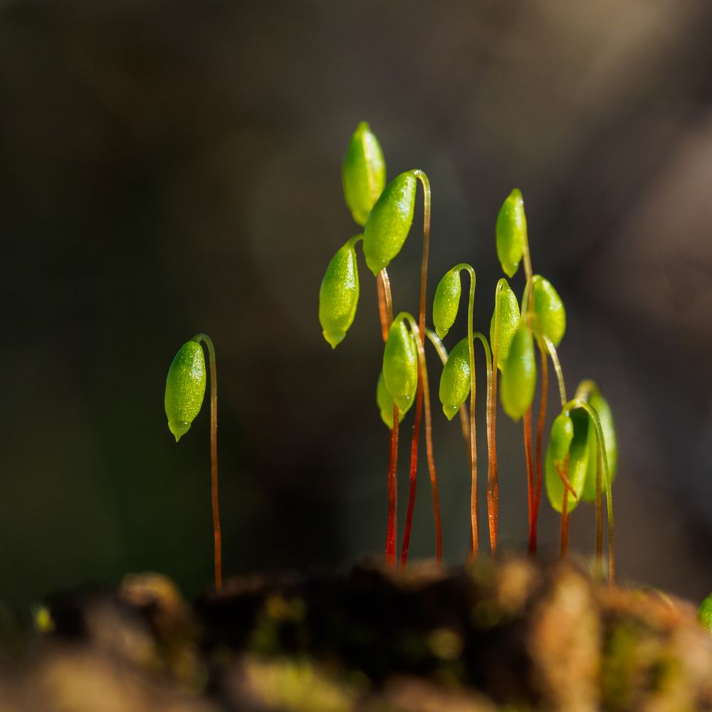 Photograph by Азат Кадиров