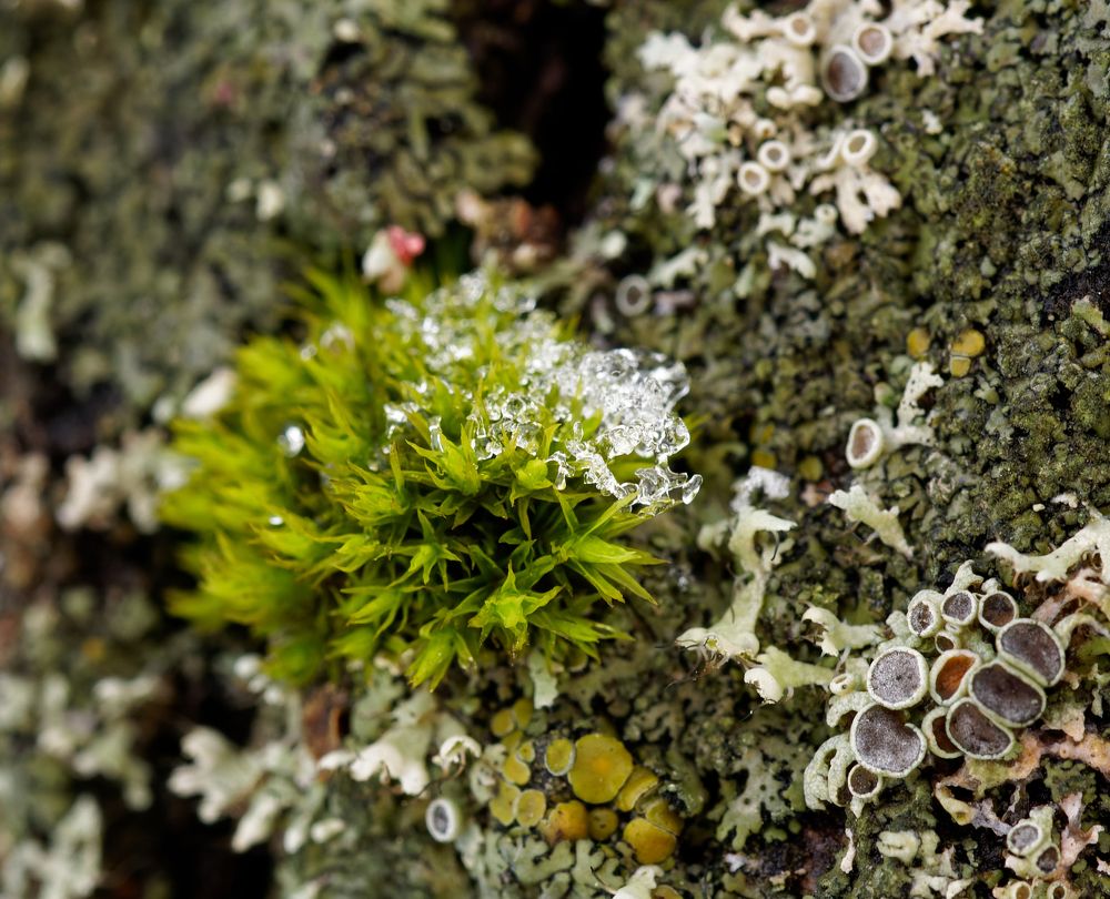 Photograph by Пётр Калачев