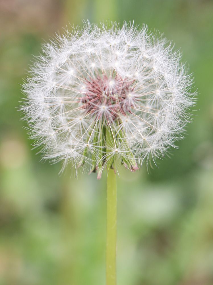 Фотография автора Nedai Eftekhari