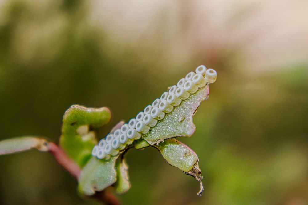 Photograph by muneer alismaili