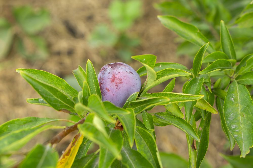 Photograph by Александр Пургин