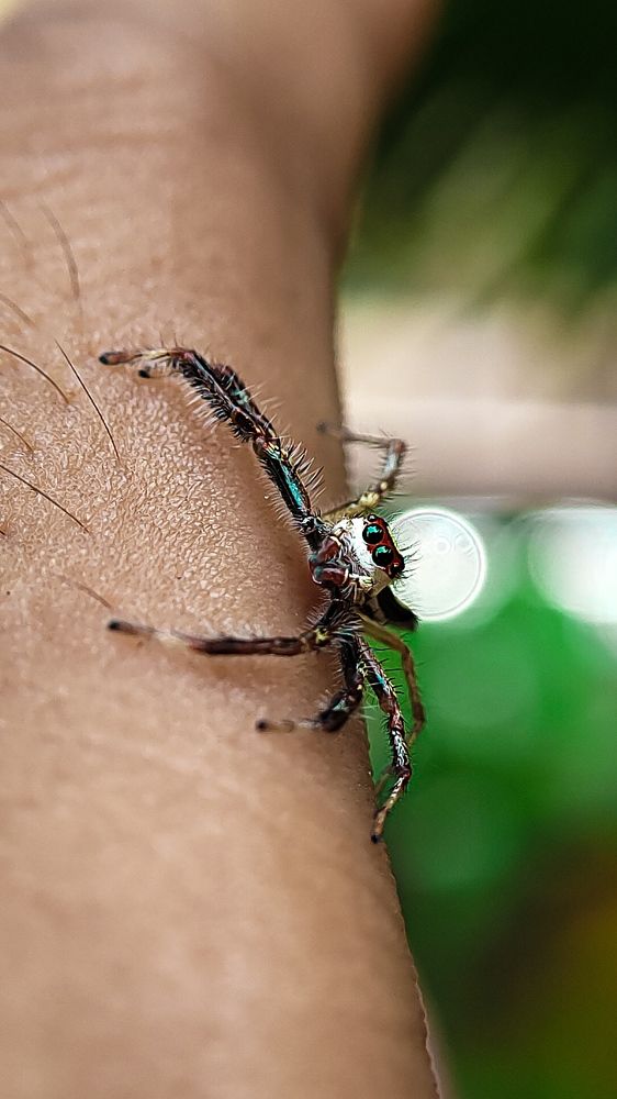Spider
