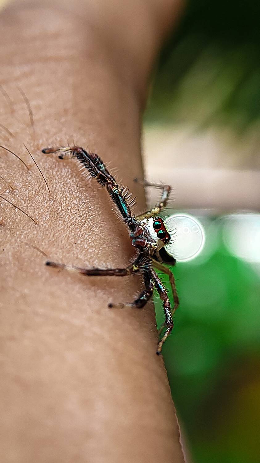 Spider