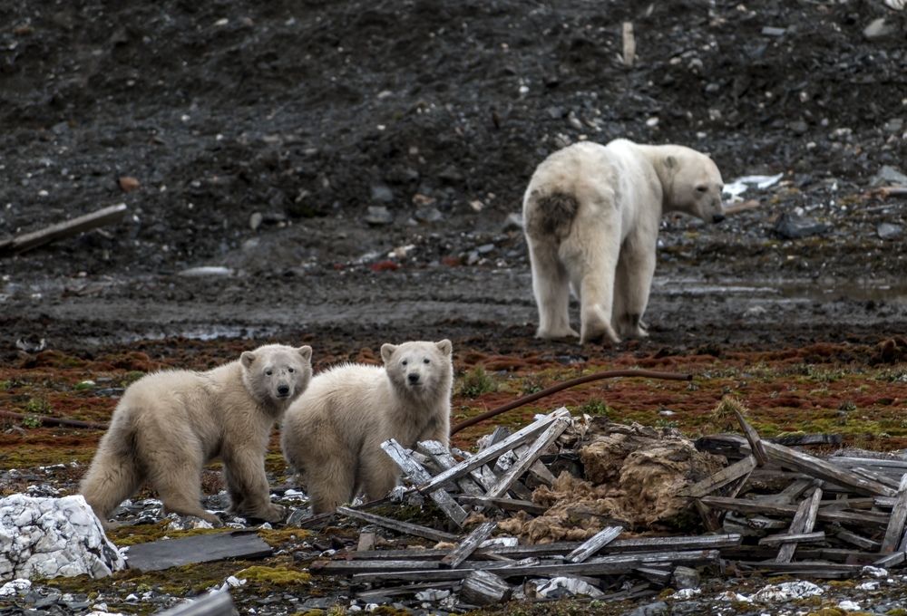 Медведица и любопытные медвежата. Семья.