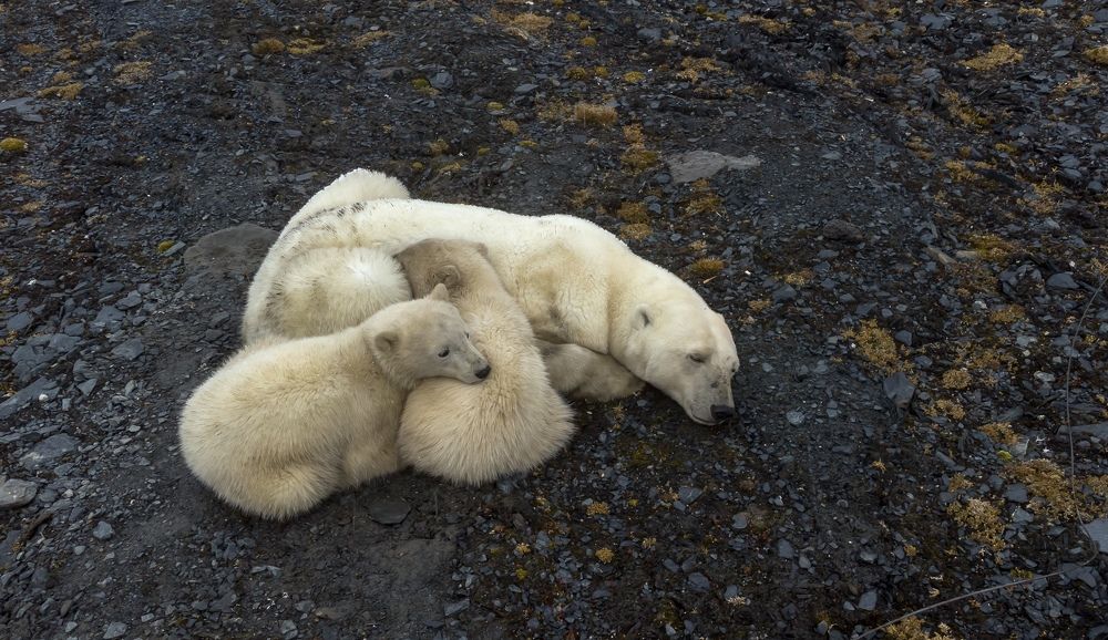 Спящее семейство белых мишек.