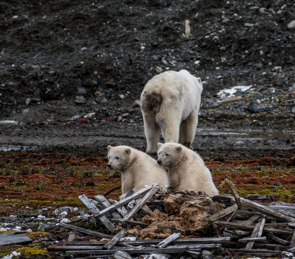 Медведица и любопытные медвежата.