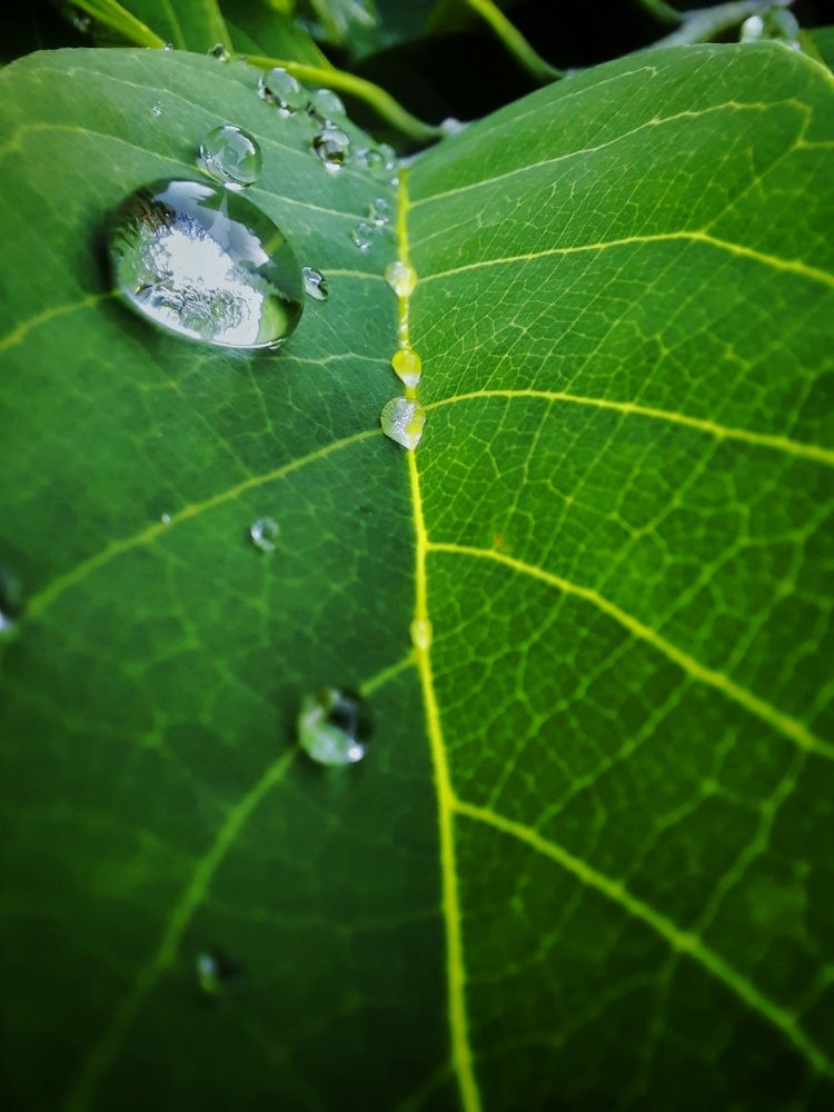 Photograph by Rashi Negi