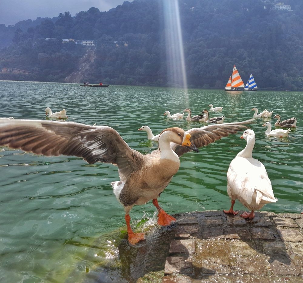 Ducklings