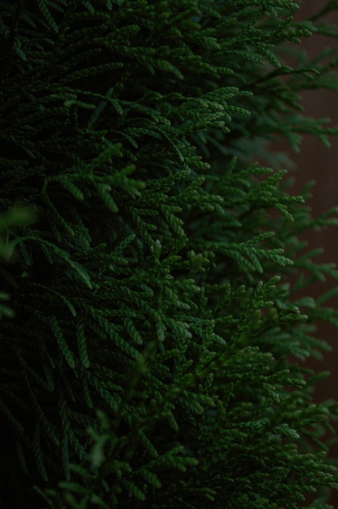 Туя Кубанский изумруд.