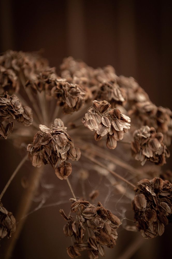 Укроп перезрелый.