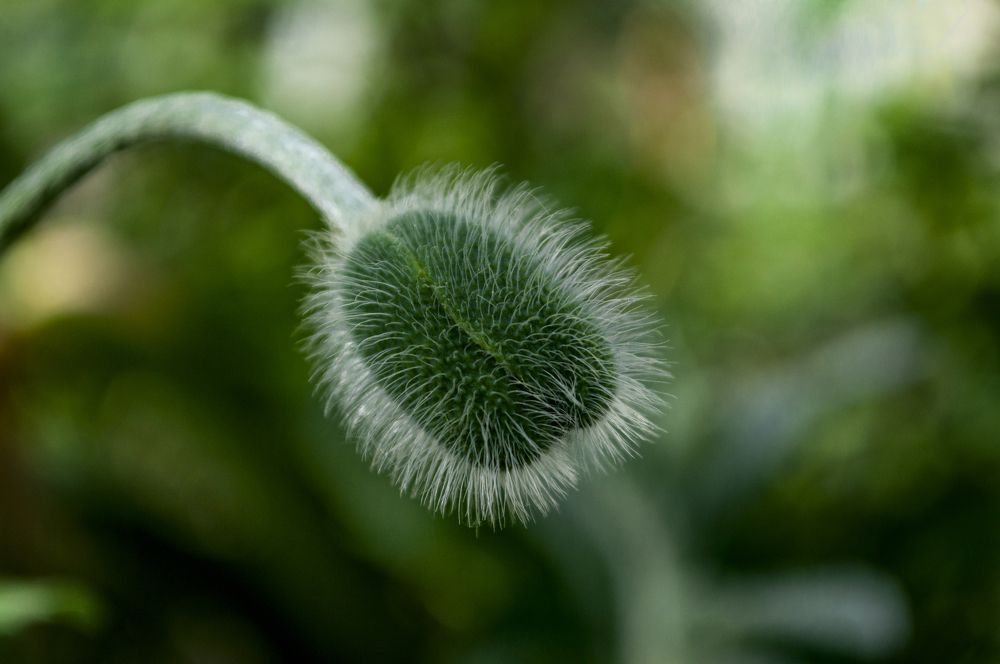 Мак садовый.