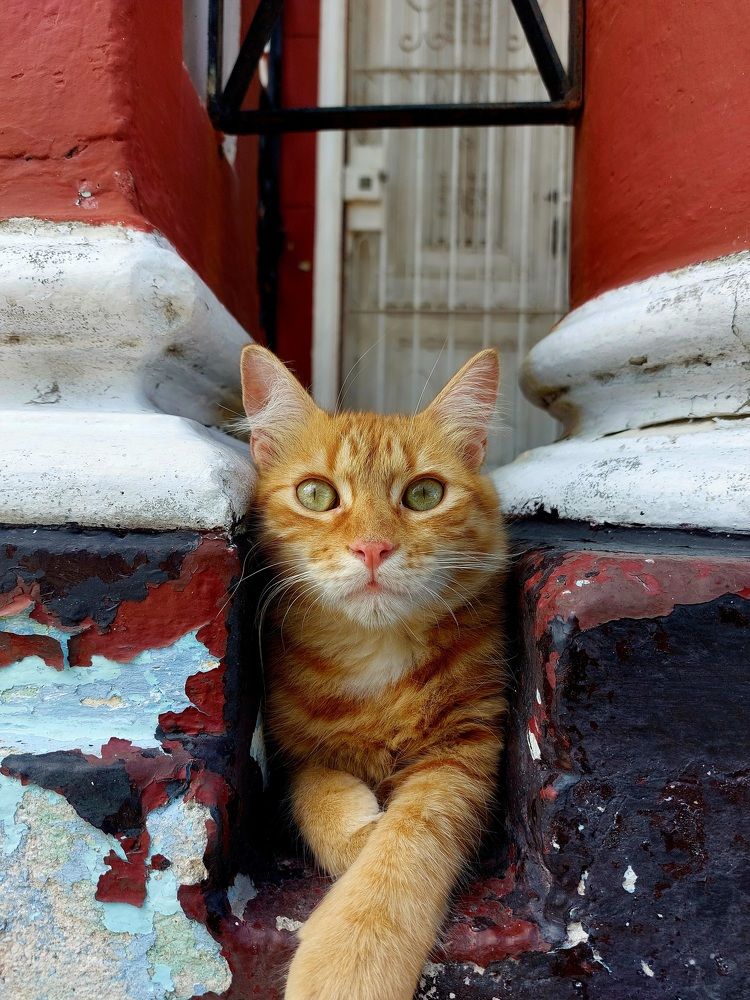 Photograph by Jorge Cruz Fraga