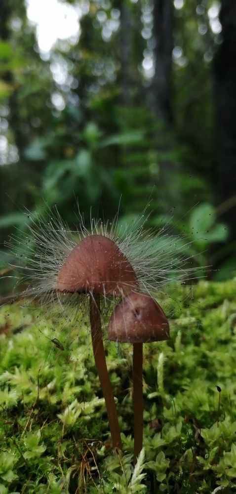 Photograph by Полина Родюкова