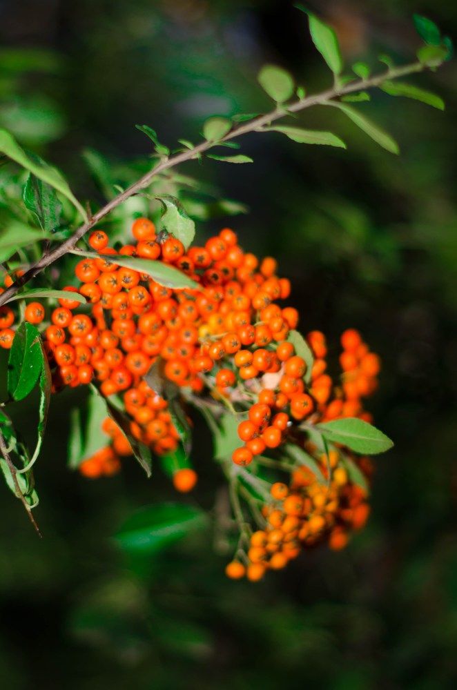 Photograph by Александра Рубан