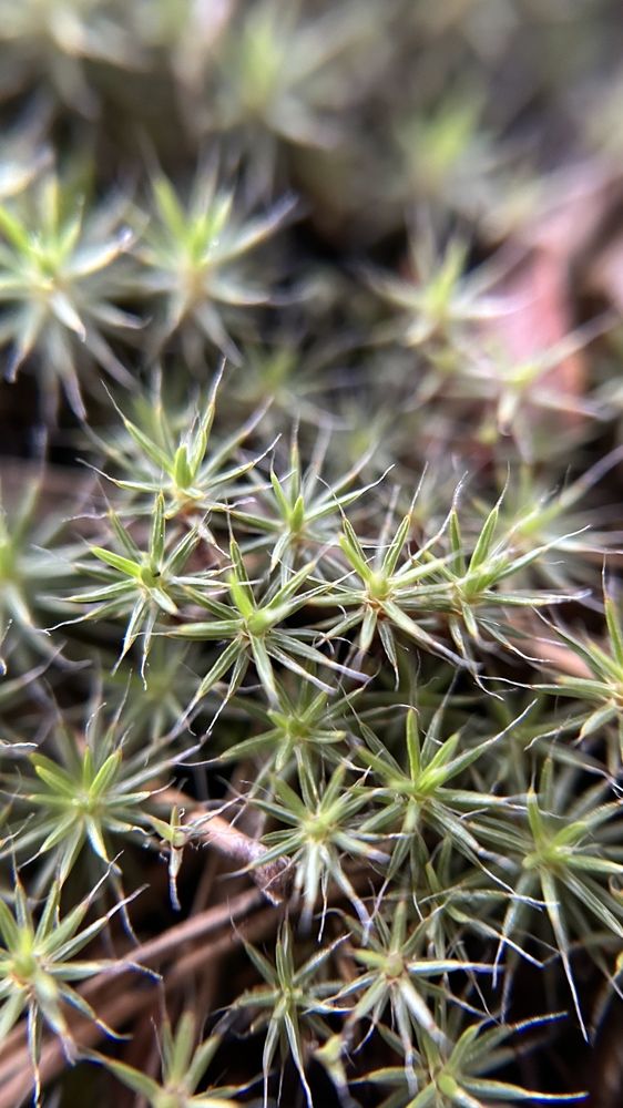 Photograph by Елена Гущина