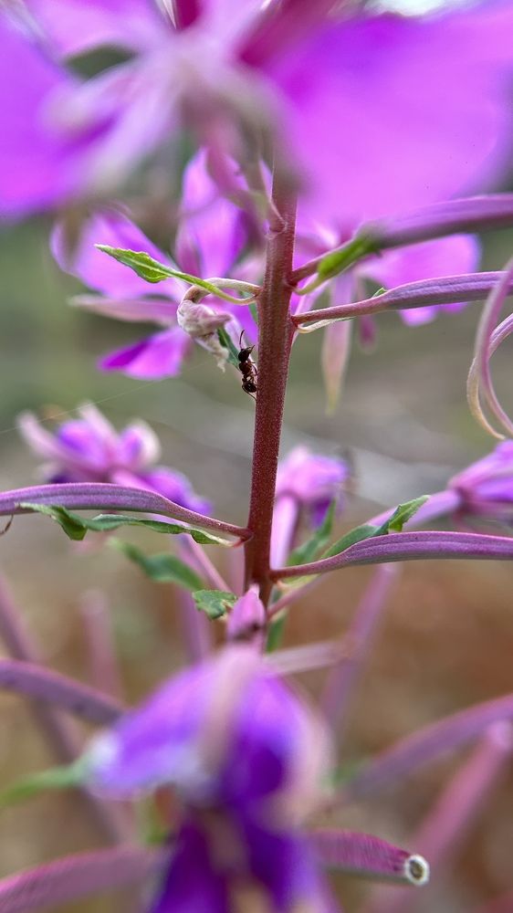 Photograph by Елена Гущина
