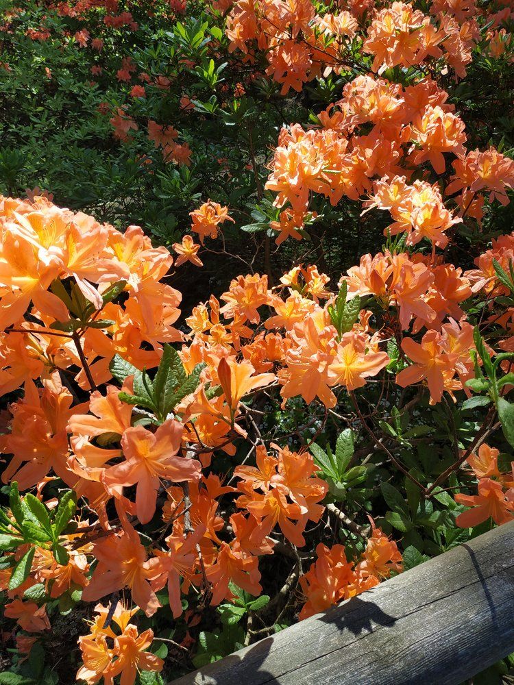 Photograph by Вероника