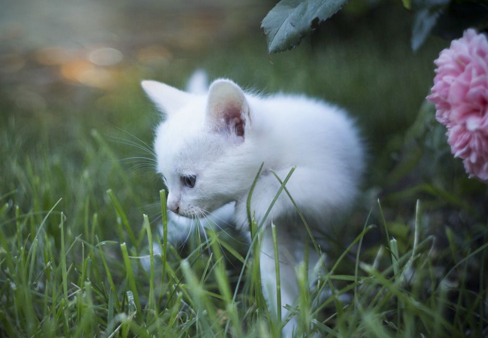 Photograph by Зимина Лионелла