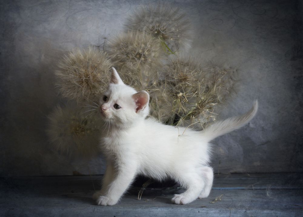 Photograph by Зимина Лионелла