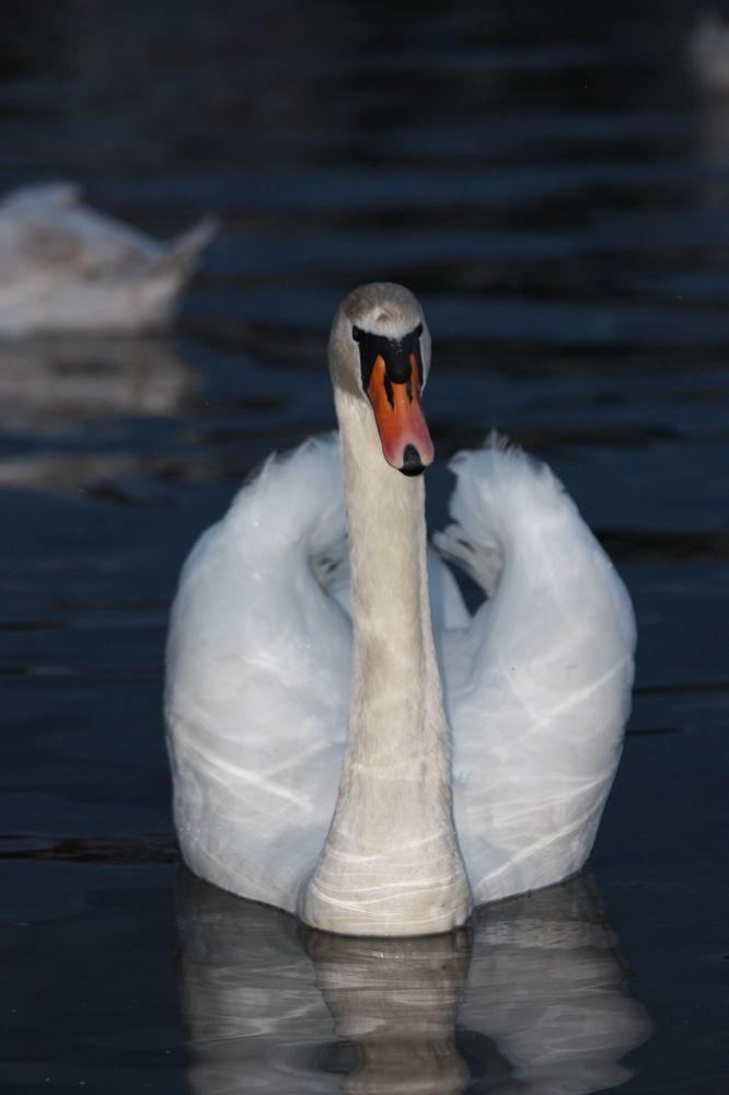 Белый лебедь.