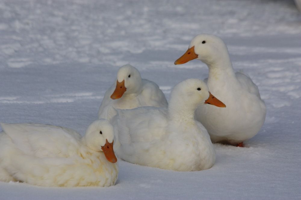 Белая дикая утка кряква.