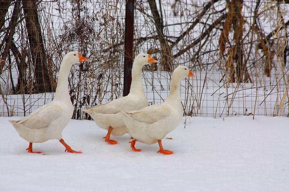 Домашние гуси.