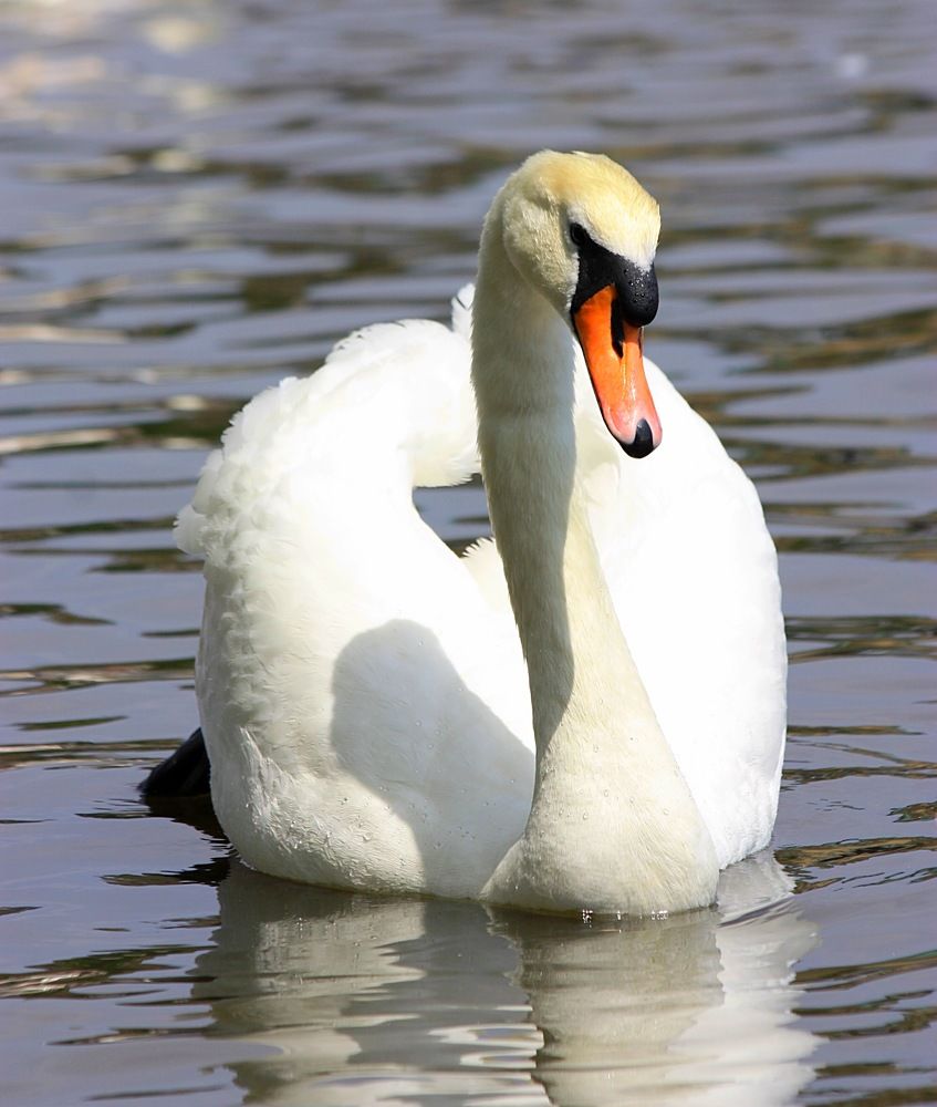 Белый лебедь на пруду ……