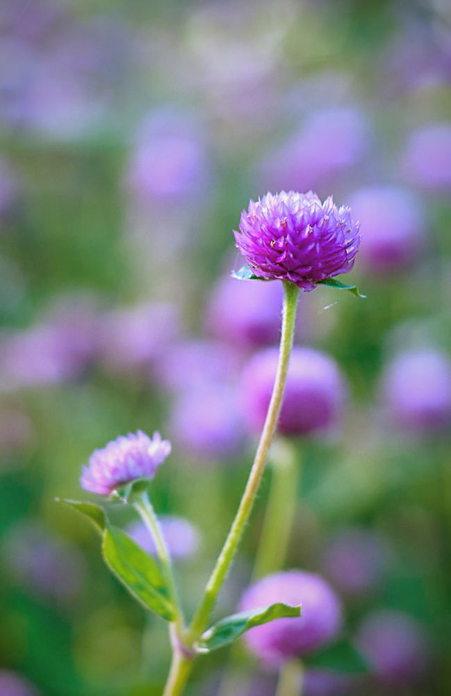 Photograph by Norman Celis