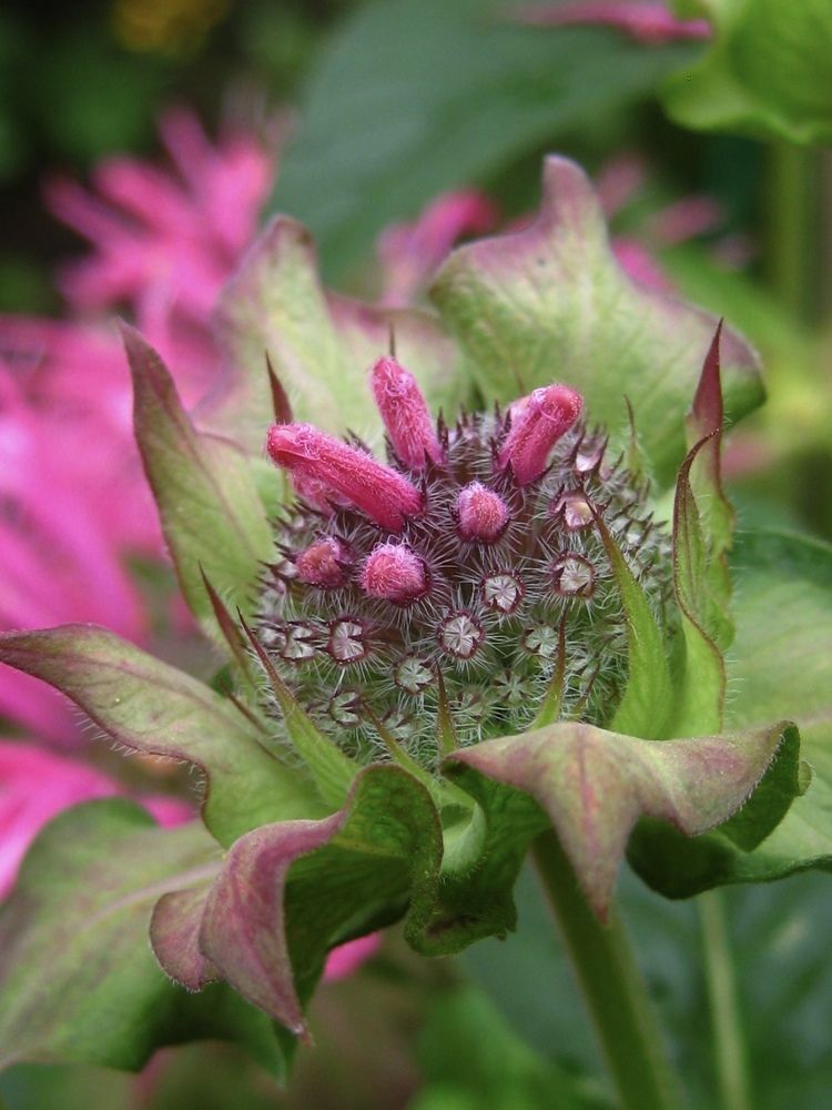 Монарда (лат. Monarda)