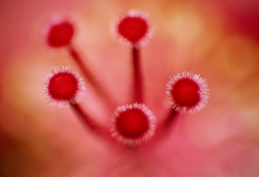 Photograph by Norman Celis