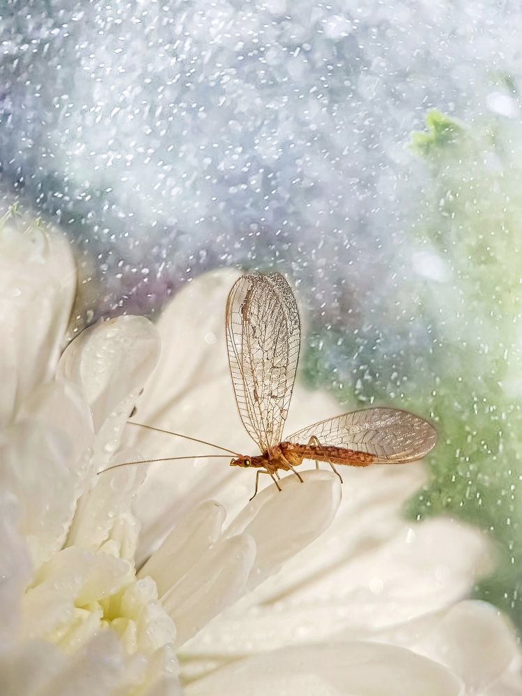 Златоглазка и хризантема