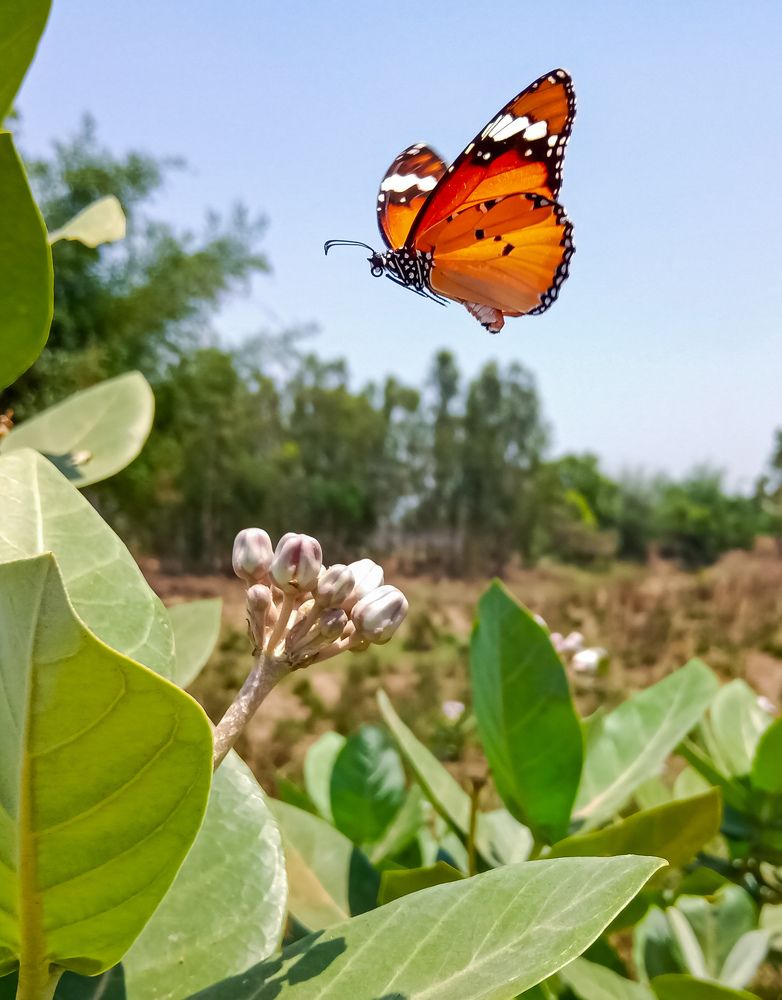 Photograph by Souvik Bhattacharyya