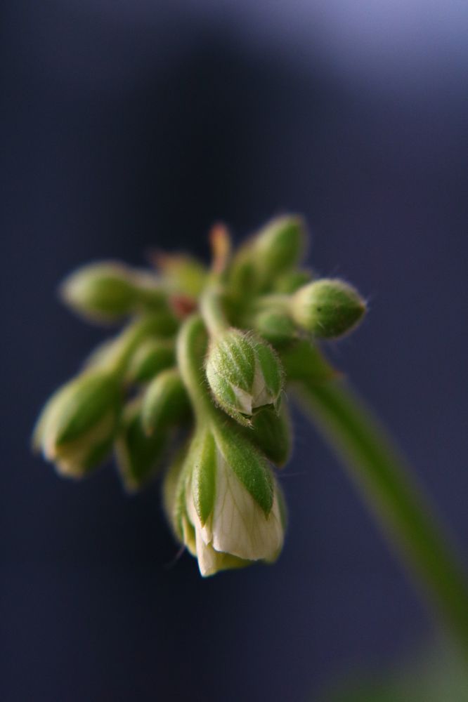 Photograph by Светлана Шуткова