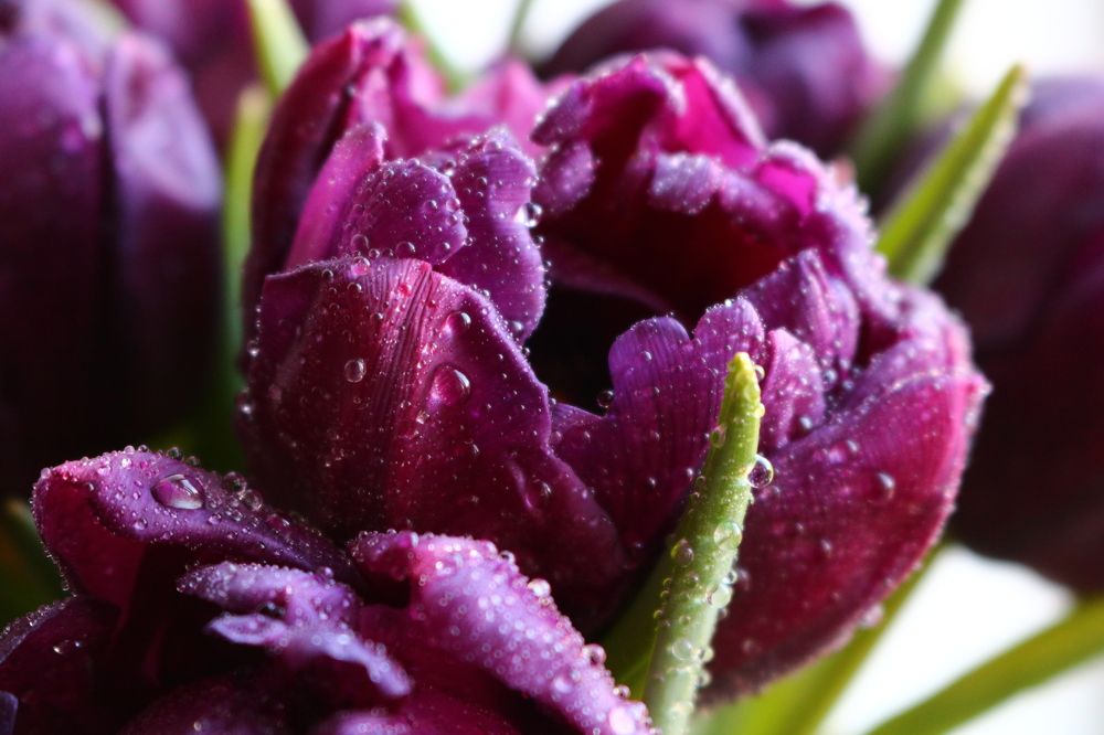 Photograph by Светлана Шуткова