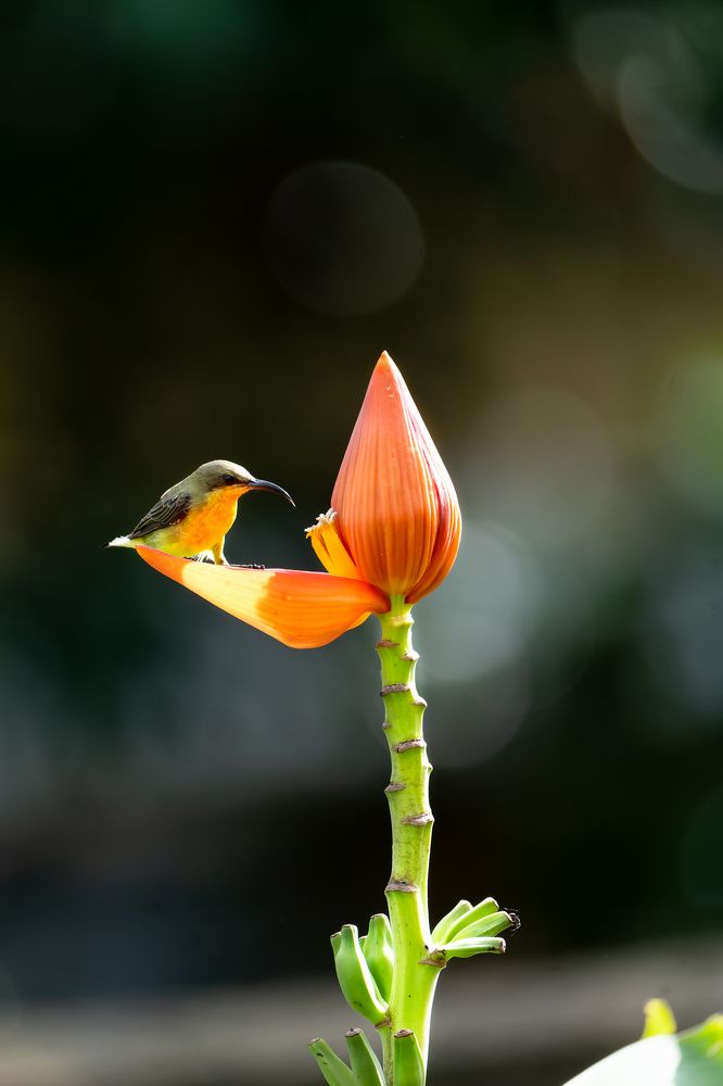 Photograph by Binod Das