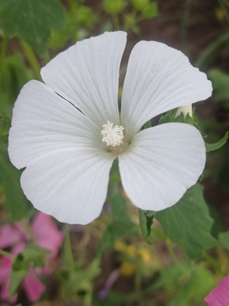 Photograph by Елизавета Мишина