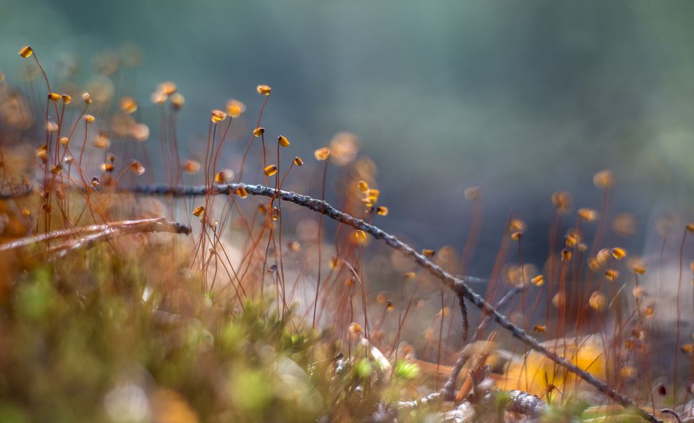Photograph by Василий Либко