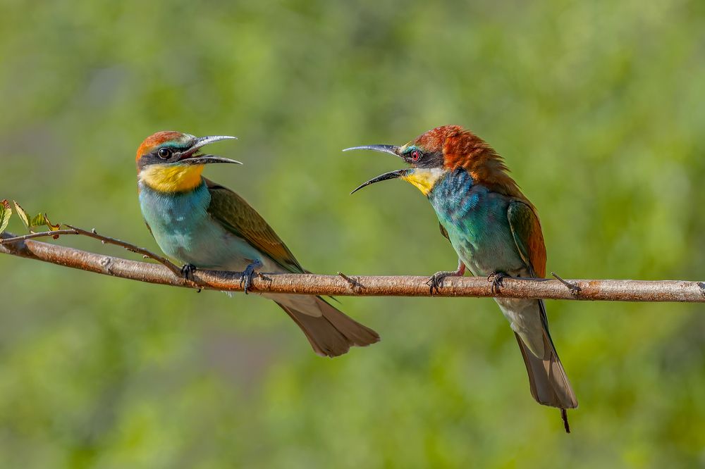 Эмоциональный разговор