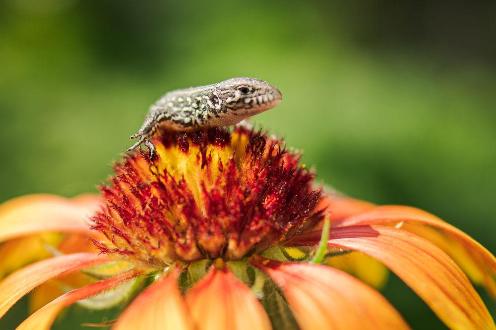 Ящерёнок на цветке Гайлардии