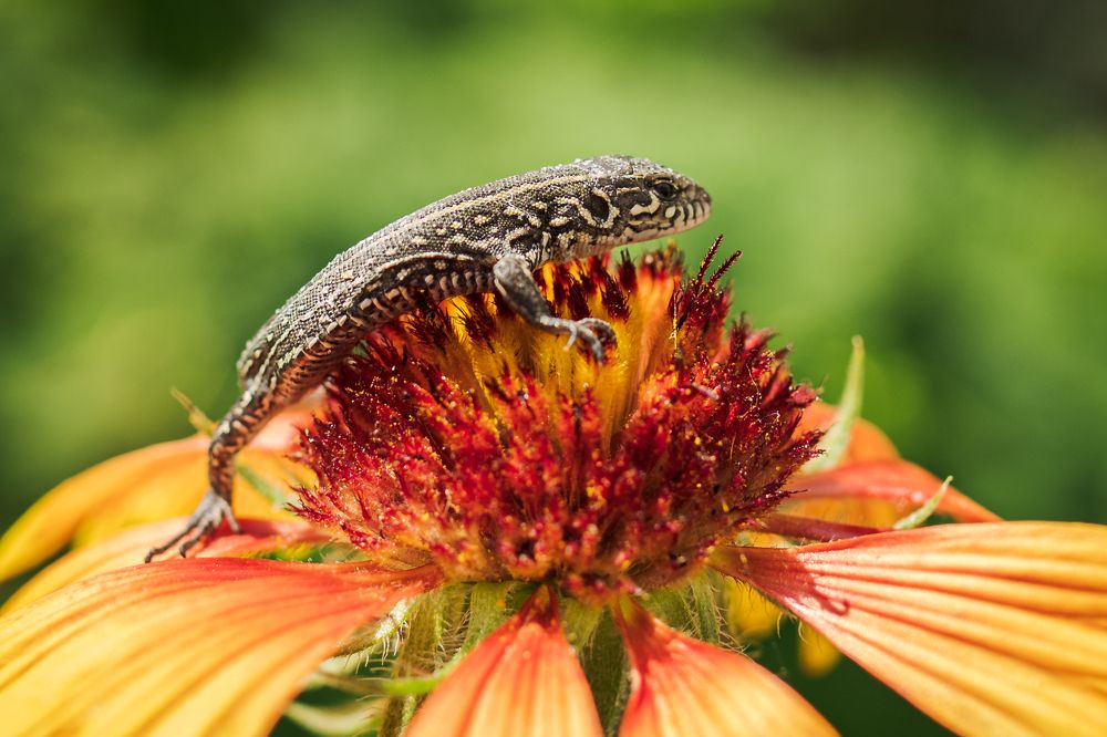 Ящерёнок на цветке Гайлардии