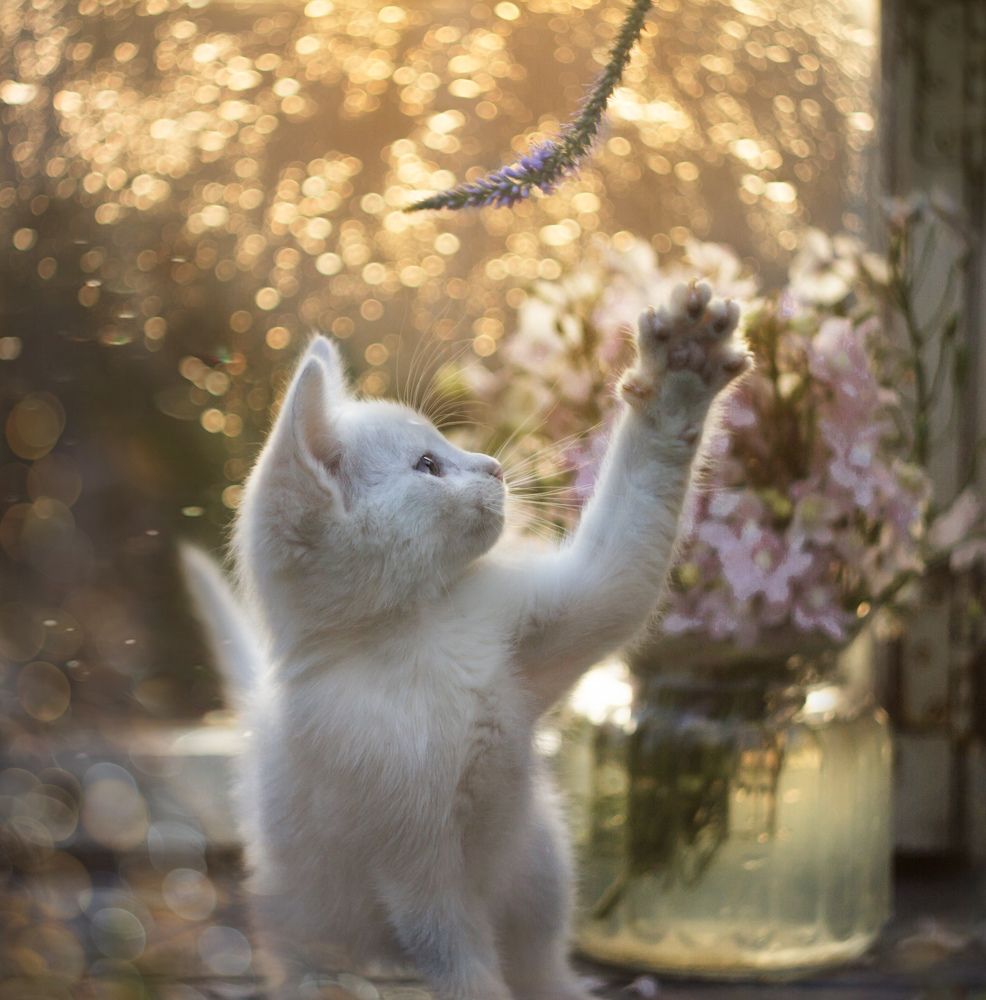 Photograph by Зимина Лионелла