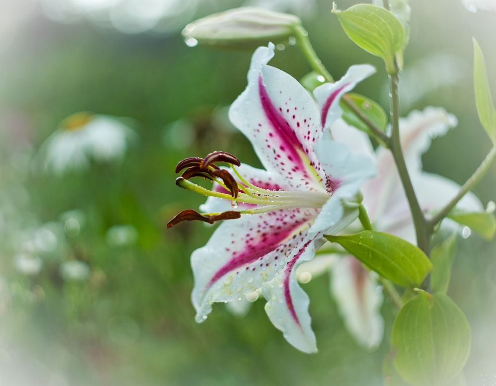 Фотография автора Владимир Ступинский