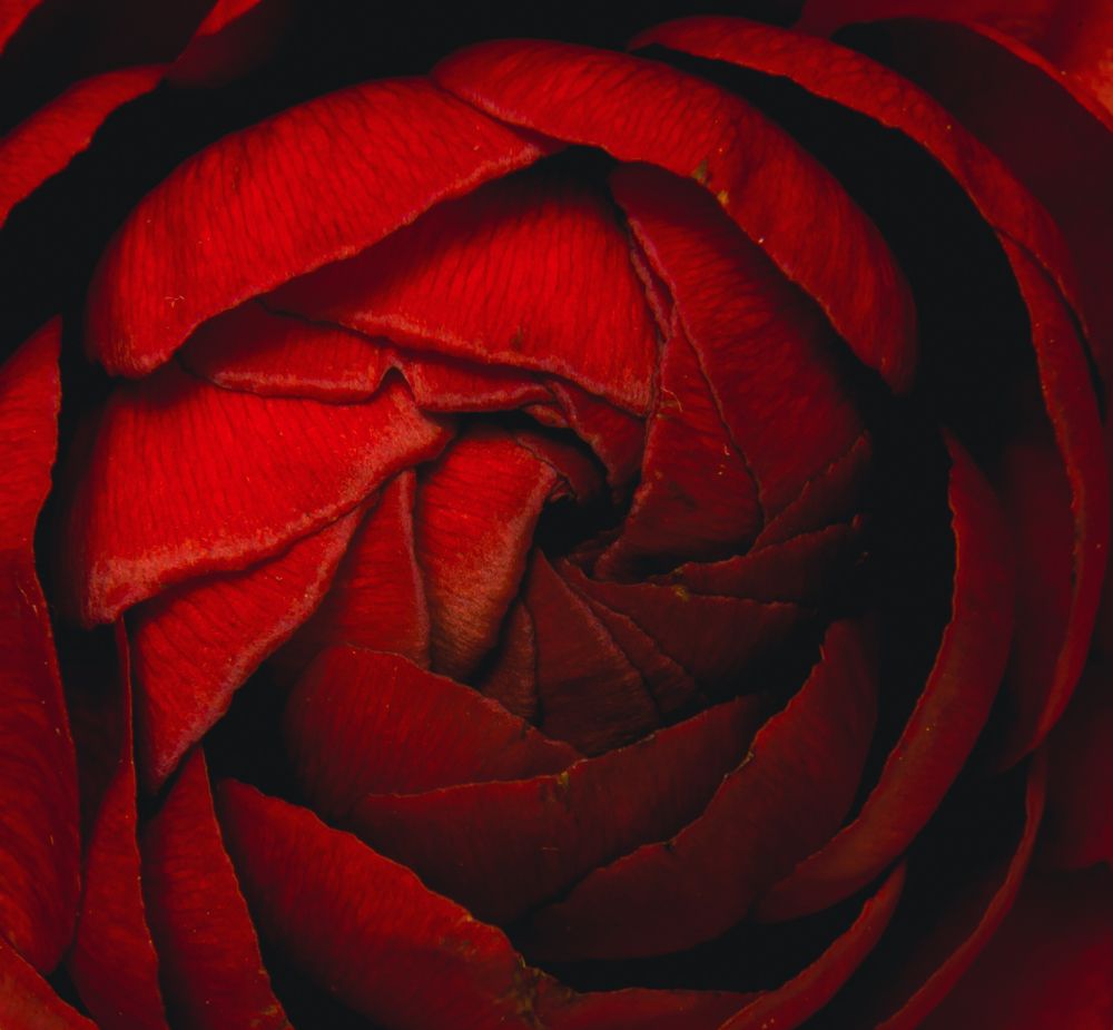 Ranunculus asiaticus