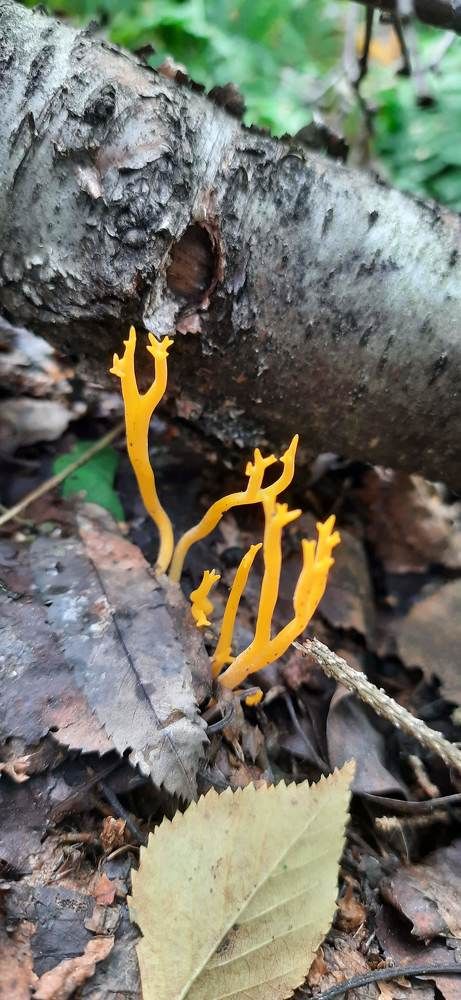 Photograph by Светлана Цапина