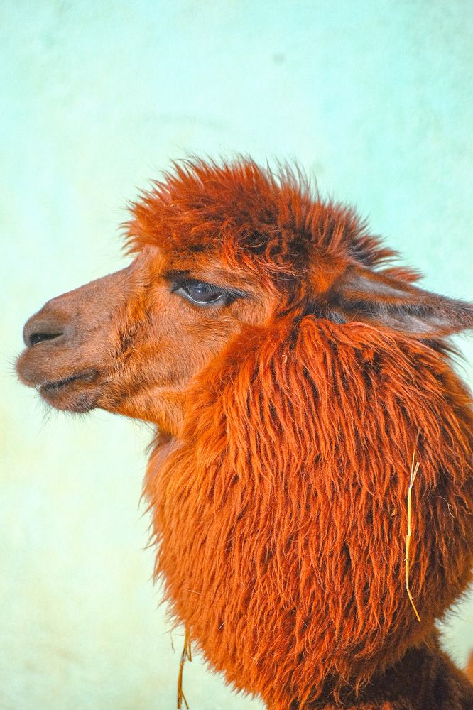 Photograph by Алексей Большаков