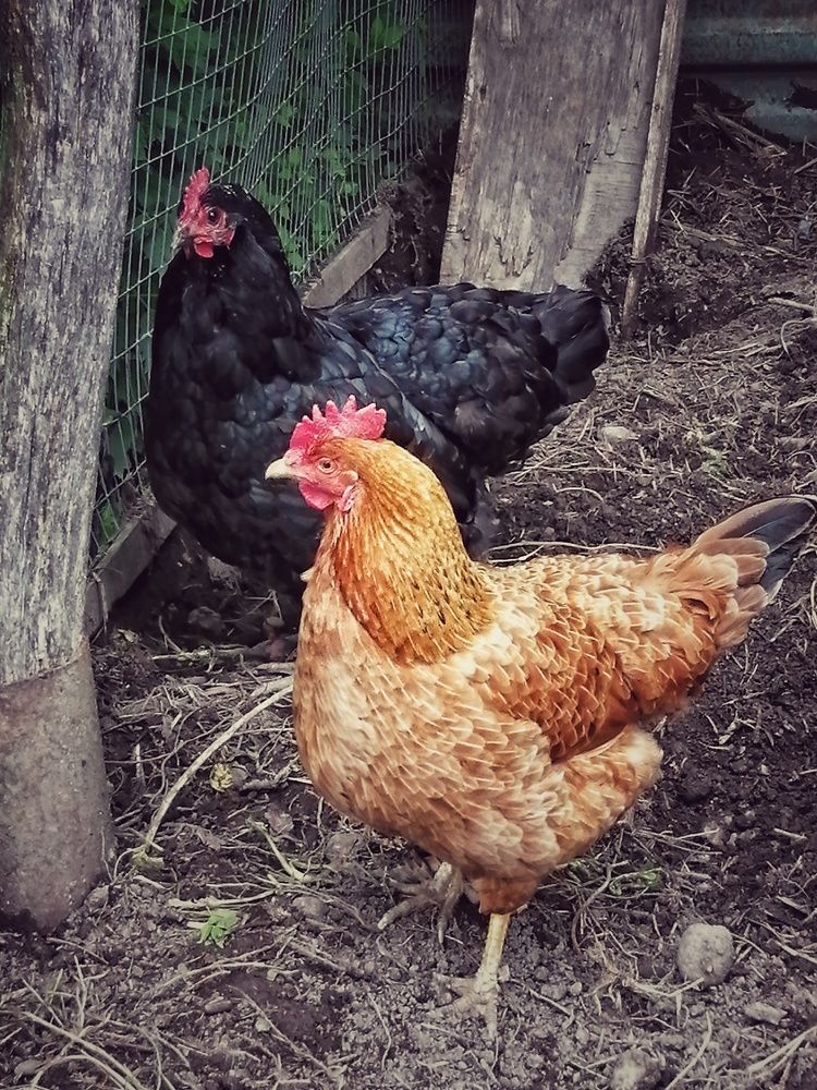 Фотография автора НАТАЛЬЯ СЕВЕР