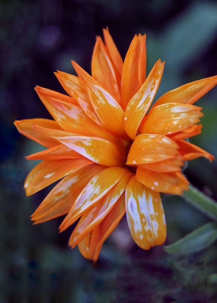 Фотография автора НАТАЛЬЯ СЕВЕР