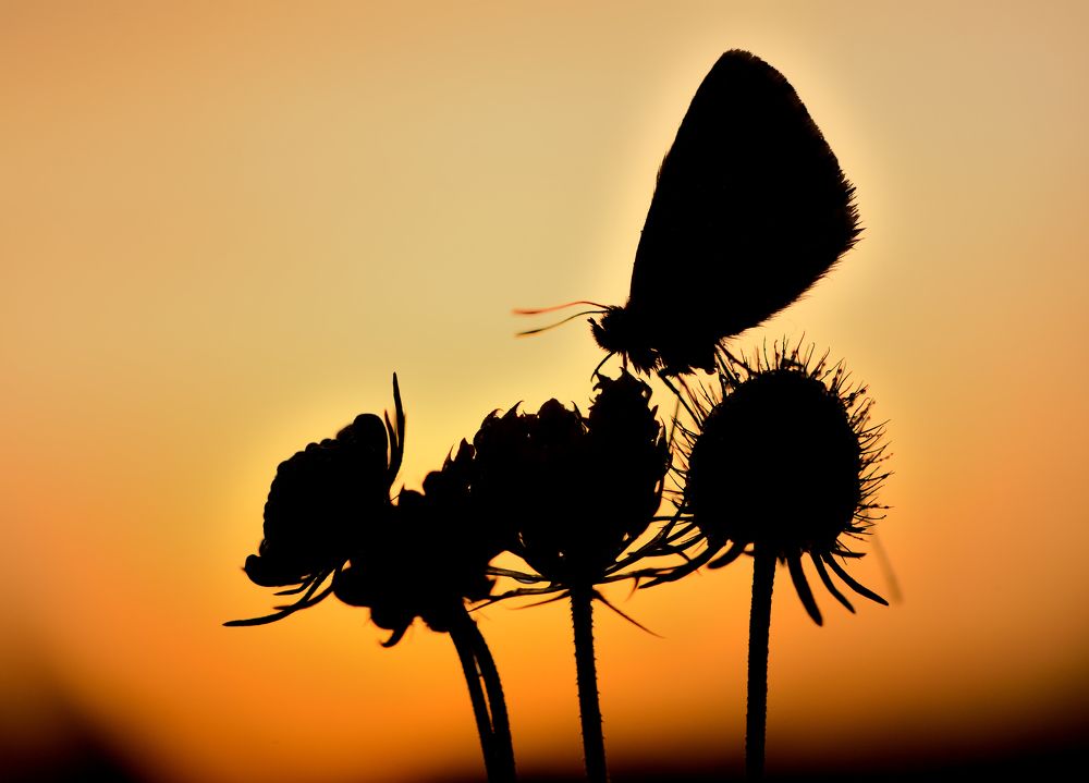 Photograph by ruurd visser