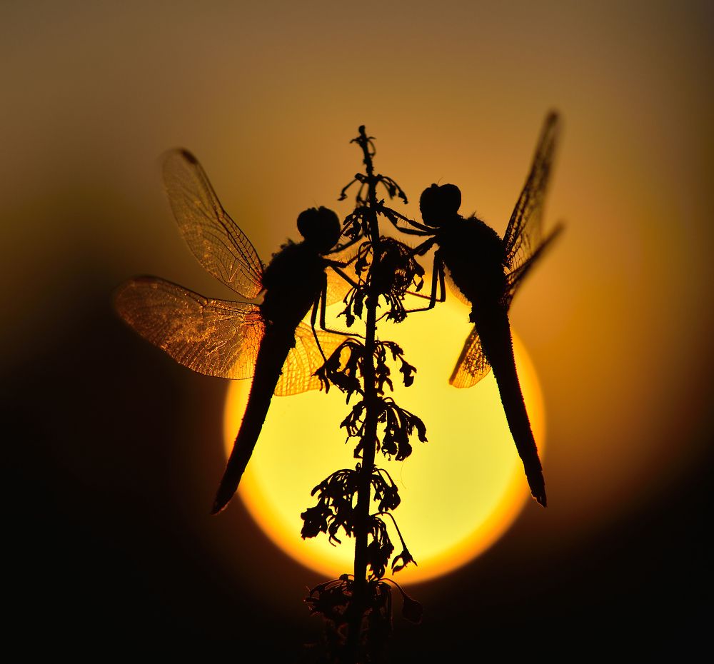 Photograph by ruurd visser