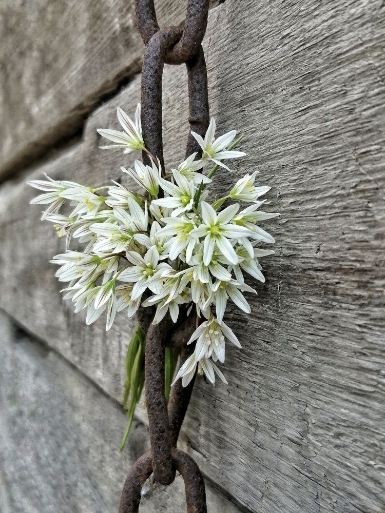 Фотография автора НАТАЛЬЯ СЕВЕР